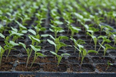 seedlings 800x533